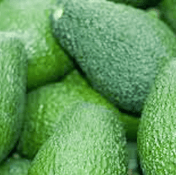 Hass avocado