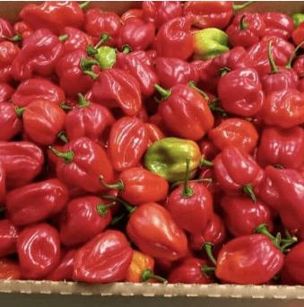 Red habareno