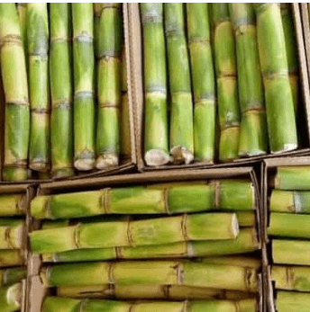 sugarcane